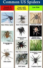 Spiders Ick Good Advice Spider Identification Common