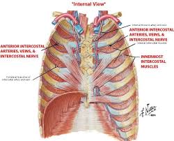 Gross anatomy there are 12 pairs of ribs which are separated by intercostal spaces. 18 Human Anatomy Ideas Human Anatomy Anatomy Muscle