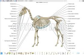 3.7 lateral view radiograph of cranial cervical vertebrae of mature horse. Vet Anatomy Atlas Of Equine Anatomy Osteology Of The Horse Skeleton Thoracic And Pelvic Limbs Horse Anatomy Anatomy Horses