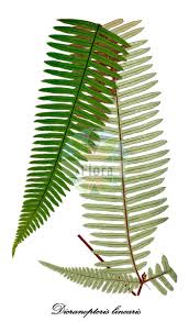 Image result for Gleicheniaceae