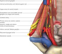 The Neck Chapter 4 Applied Anatomy For Anaesthesia And Intensive Care