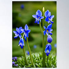 Image result for Aristea ecklonii