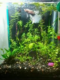 Did You Know That Having Live Aquarium Plants Can Make Fish Keeping Easier If You Give The Plants Enough Light The Betta Aquarium Betta Fish Betta Fish Care