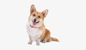 Please use search to find more variants of pictures and to choose between available options. Cute Corgi Dog Dog Transparent Background Transparent Png 400x400 Free Download On Nicepng