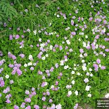 Image result for Asystasia vogeliana