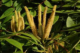 Image result for Platycarpha