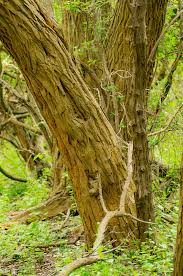 Image result for Maclura