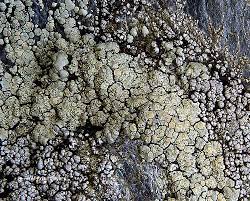 Image result for Erythrococca polyandra