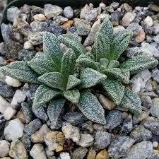 Image result for Nananthus