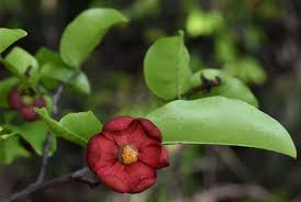 Image result for Uvaria afra