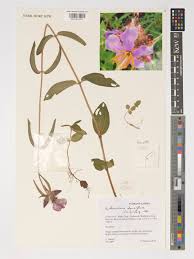 Image result for Antherotoma