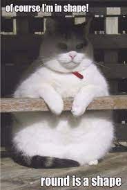 Creating memes on fat cat always the best stuff in this post. Best Fat Cat Memes Funny Fat Cat Pictures With Quotes