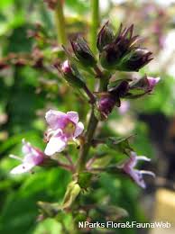 Image result for Ocimum fimbriatum