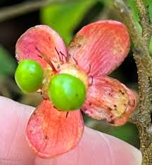 Image result for Ochna stolzii