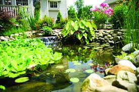 Fast & free shipping, 130% price match guarantee, loyalty program Taking Koi Pond Building Into The Future