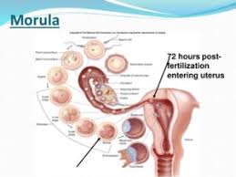 Fertilization (also called syngamy) involves the fusion of haploid male and female gametes to form diploid zygote. Fertilization And Post Fertilization In Humans Events Process Videos
