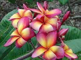 Frangipani Plumeria Orange Splendor Plumeria Flowers Tropical Flower Plants Plumeria