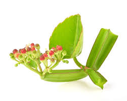 Image result for Cissus quadrangularis