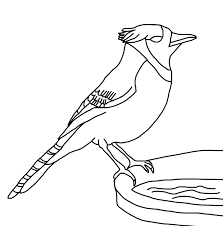 Blue jay coloring pages are a fun way for kids of all ages to develop creativity, focus, motor skills and color recognition. Gracey S Free Stock Photos Kids Colouring Pages