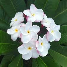 Frangipani Feature Trees Plants Tropical Plants Garden Center Plants Frangipani