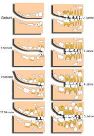 Kommen die vier eckzähne hervor. Ontogenetische Entwicklung Der Zahne Wikipedia