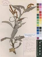 Image result for Persicaria senegalensis