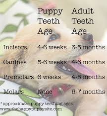 Puppy Teeth And Teething What To Expect Puppy Teething