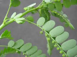 Image result for Phyllanthus