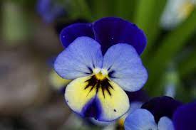 The Most Beautiful Blue Flowers For Your Garden Pansies Flowers Blue Iris Flowers Blue Flowering Plants
