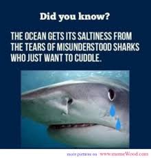 I hope natal sharks win, because the bulls are bullies and john smith always seems to cop some stick. Quotes About Shark Week 12 Quotes