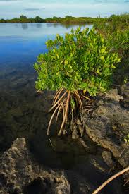 Image result for Rhizophoraceae