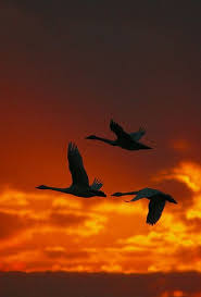Beautiful Birds Beautiful Birds Birds In Flight Beautiful Sunset