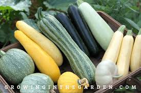 The moschata types have better pest and disease tolerance and produce well straight through very hot summers. Summer Squash Varieties 8 Best Types To Grow Growing In The Garden