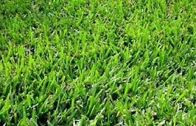 Save more with subscribe & save. Bermuda Lawn Grass Seed Seeds For Africa