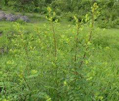 Image result for Flueggea virosa