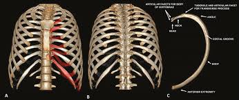 The thoracic cage (rib cage) is the skeletal framework of the thoracic wall, which encloses the thoracic cavity. Anatomical Variations And Congenital Anomalies Of The Ribs Revisited By Multidetector Computed Tomography