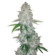 Gorilla glue's bud has a super sour diesel chemical flavor that's incredibly harsh and sticks to your gorilla glue cannabis strain provides a crazy powerful high that leaves you feeling like your mind is. Gorilla Glue Auto Fastbuds Zamnesia