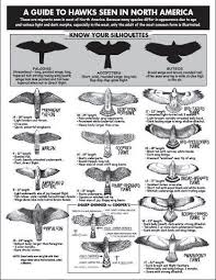 North America Bird Identifier By Picture Know Your Silhouettes A Guide To Hawks Seen In North America Hawk Silhouette Beautiful Birds Backyard Birds