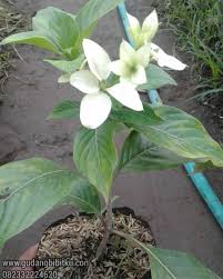 7 years ago7 years ago. Jual Bibit Bunga Nusa Indah 082332224620 Gudang Bibitku