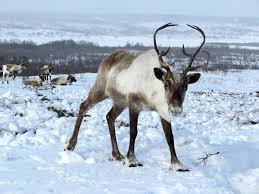 The congress was the first time that norwegian and swedish sámi came together across national borders to work on finding. Lulea Tekniska Universitetet Firar Samernas Nationaldag Lulea Tekniska Universitet Ltu Forskning Och Utbildning I Varldsklass
