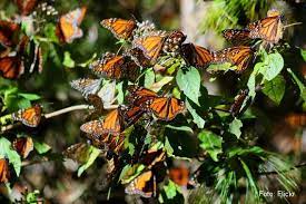 Reserva De La Biosfera De La Mariposa Monarca
