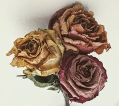 About 84% of these are decorative flowers & wreaths, 1% are wedding decorations & gifts. Wilted Roses Old Roses Dried Roses Three Colors Rose Bouquet Flowers Dried Flowers Dead Flowers Muted Scrapbook Scrapbooking Pikist
