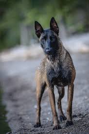 Belgian Malinois Belgian Malinois Dog Belgium Malinois Malinois Dog