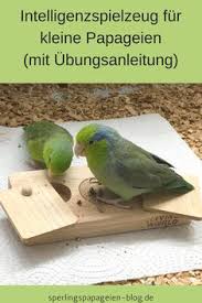 Papagei online finden in unserem großen tiermarkt. 370 Lora Il Mio Pappagallo Mein Papagei Ideen Papagei Vogel Spielzeug Papagei Spielzeug