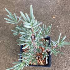 Image result for Lampranthus spp.
