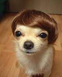 Puppy Cute Pets Pictures Videos Part 25 Funny Dog Pictures Cute Animals Cute Baby Animals