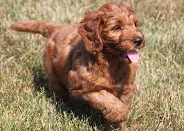 American goldendoodle is a top massachusetts goldendoodle breeder. Miniature Goldendoodle Puppies A Whole Bunch Of Cuteness