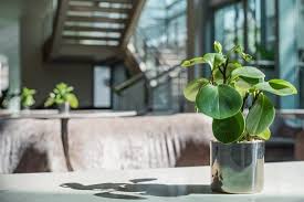 21 Best Coffee Table Plants To Grow Indoors Growing Plants Indoors Plants Coffee Table Plants