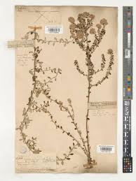 Image result for Plecostachys