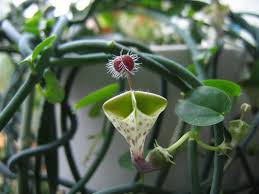 Image result for Ceropegia papillata